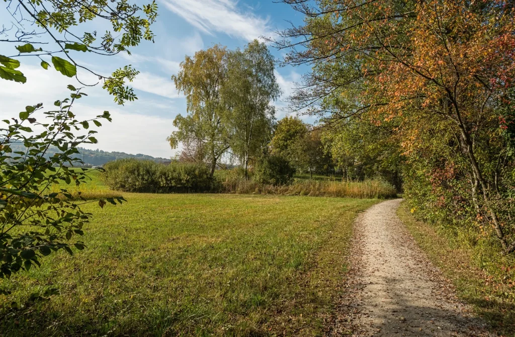 Bäume mit Feldweg und Wiesen bei Munkwolstrup